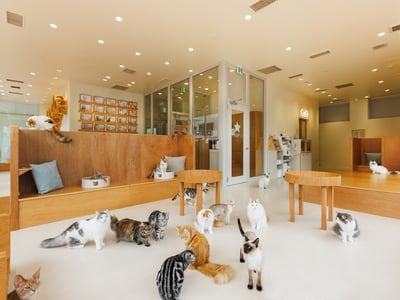 Cat Cafe MOFF CUTE CUBE Harajuku
