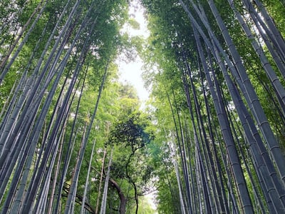 Arashiyama