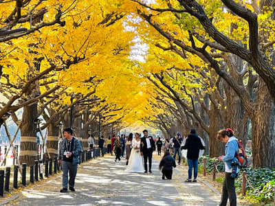 Meiji Jingu Gaien Ginkgo Avenue