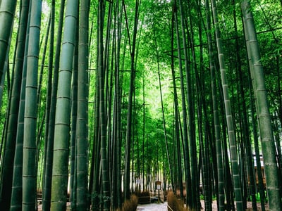Houkokuji