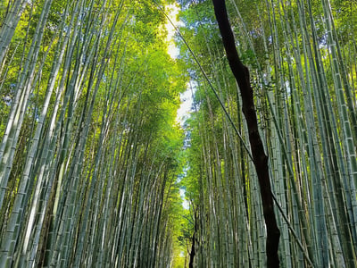Arashiyama Bamboo Forest